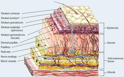 Excision of Lipomas