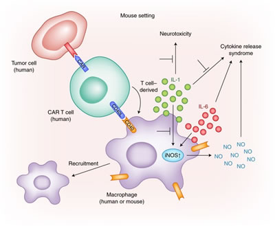 Cytokine release syndrome (CRS), ICD-10