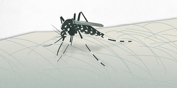 Coding for Zika: Unraveling the Threat of a Silent Predator